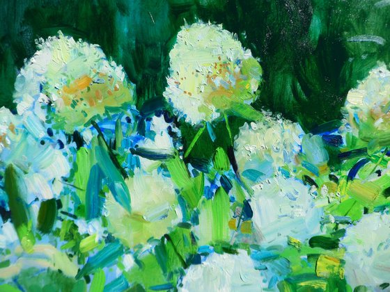 " Hydrangea "