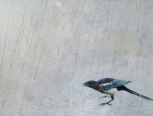 Magpie in the Rain by Alan Pergusey