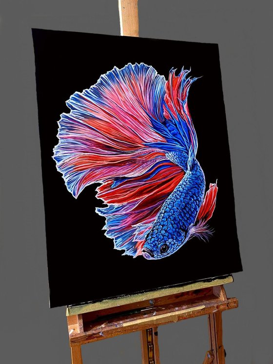 Betta fish/ Fighting fish