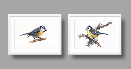 Birds Collection V