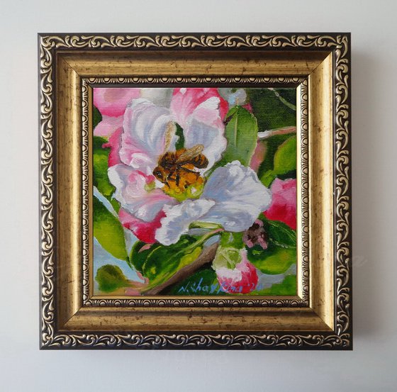 Bee on Apple Blossom