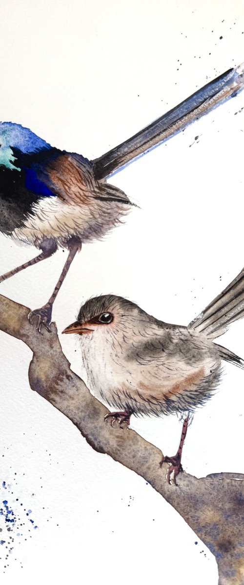 Pair Purple-backed Fairy-wrens by Yuliia Sharapova