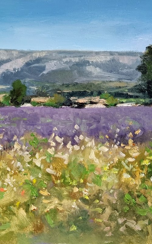 Lavender Field at Chevalys by Pascal Giroud