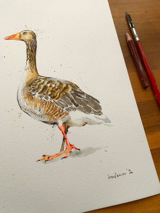 Greylag Goose