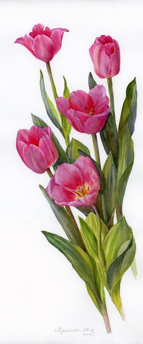 Pink tulips by Yulia Krasnov