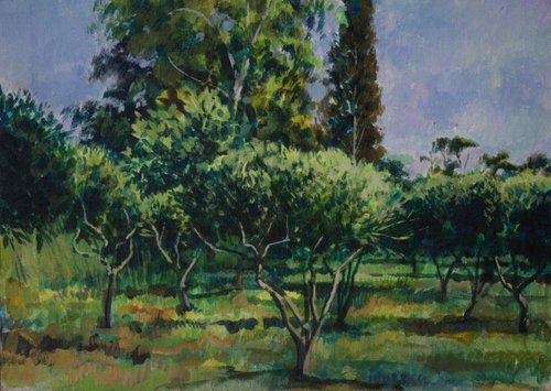 The Olive Grove by Glenn Ibbitson