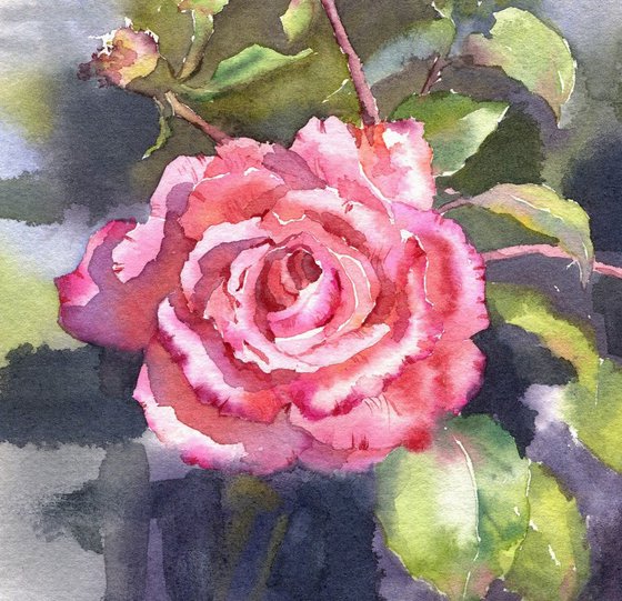 Ukrainian watercolour. Rose