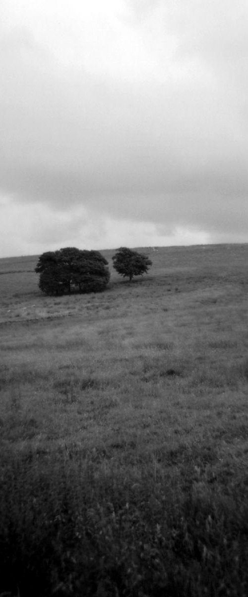 The Courtship Of Trees, 2/7 by Justice Hyde