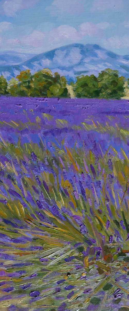 Field of lavande in Provence. by Claudio Ciardi