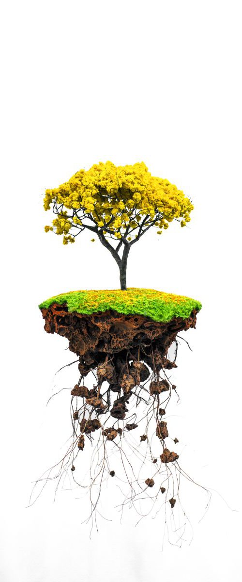 Yellow Bonsai by Chiara Vignudelli