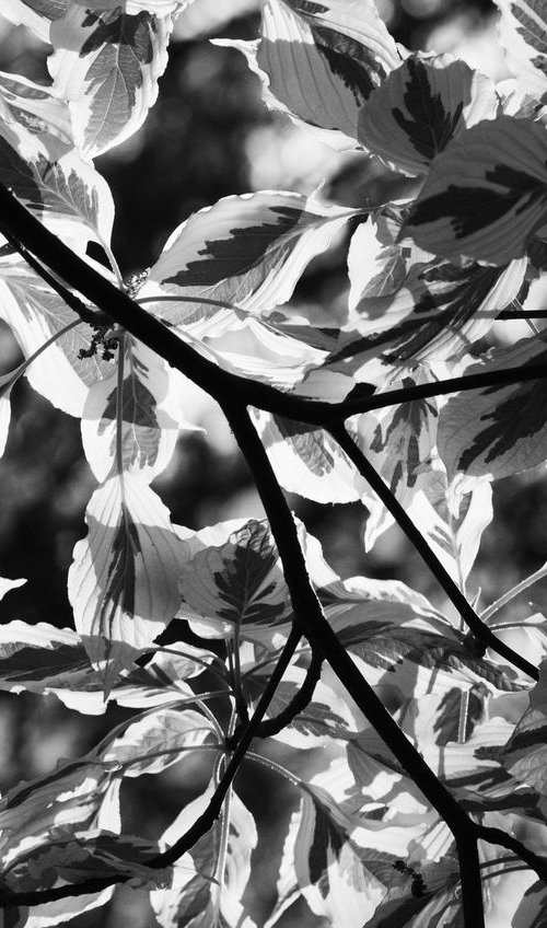 Cornus Branches and Leaves by Charles Brabin