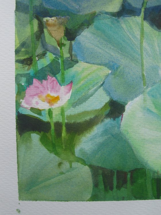 Lotus pond 3