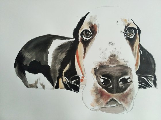 Basset Hound