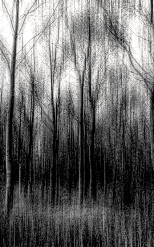 Trees in Motion by Martin  Fry