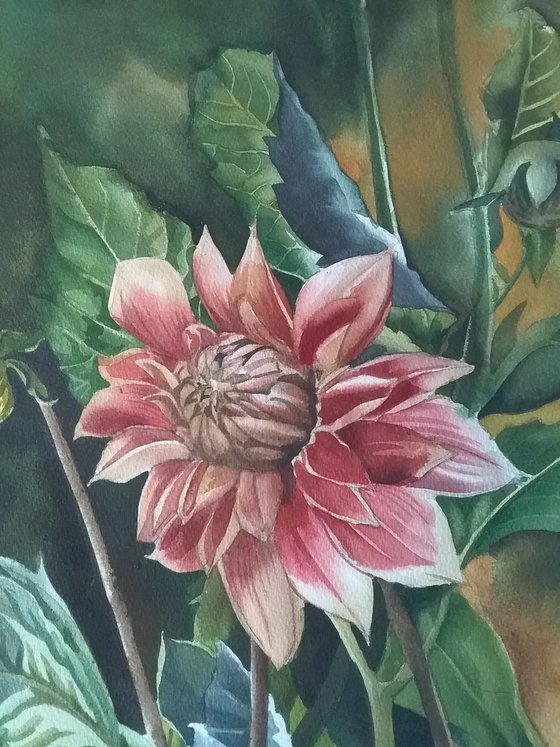 Dahlias in Autumn