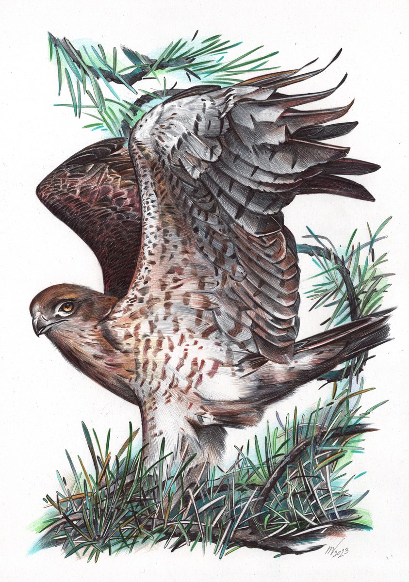 Photorealistic Animal Drawing By Daria Maier, 9 X 13, Short-Toed Snake Eagle, Original Artwork