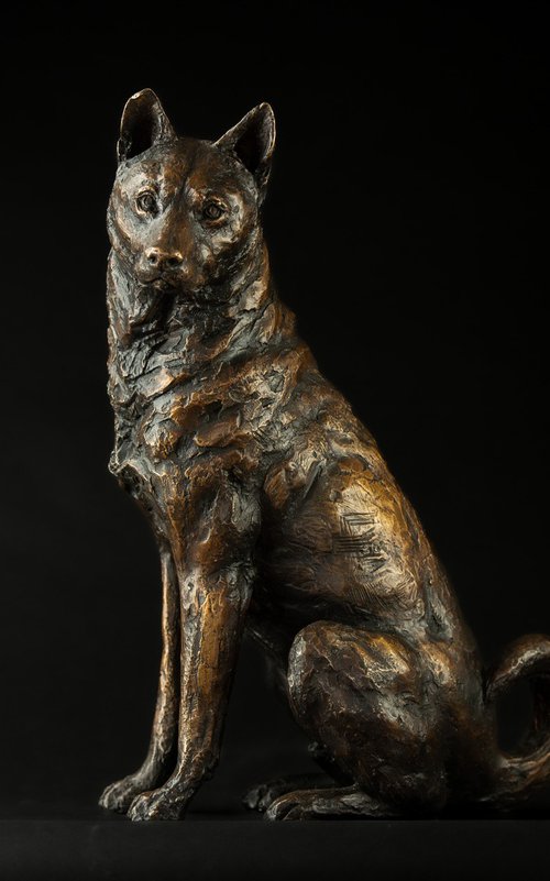 Sitting Jindo FB by Tanya Russell