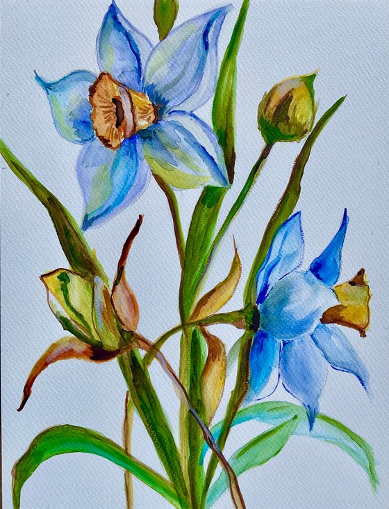Daffodils
