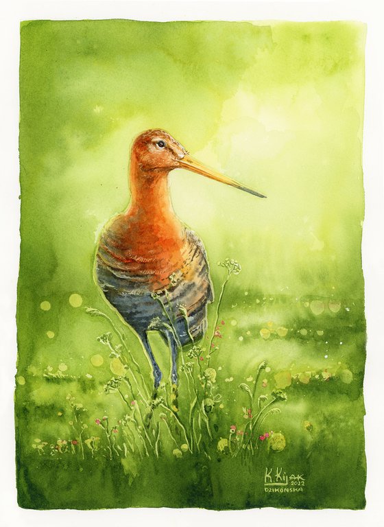 Black-tailed godwit, bird in watercolor