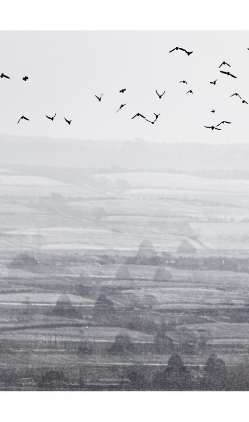 Midwinter #7 Limited Edition #1/25 Fine Art Photograph of Bare Winter Trees and Birds Flying by Graham Briggs