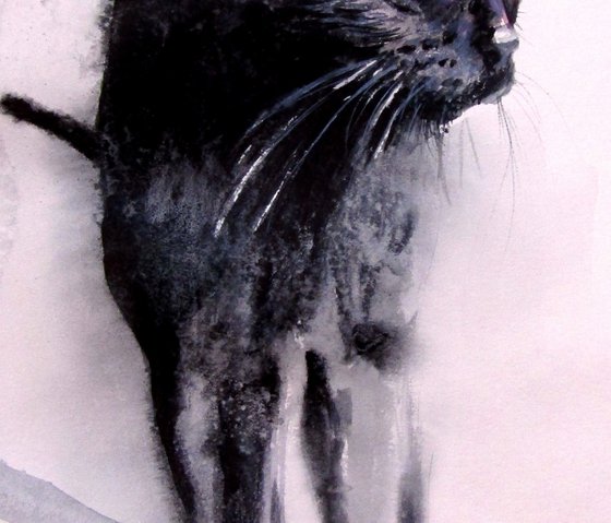 Black cat