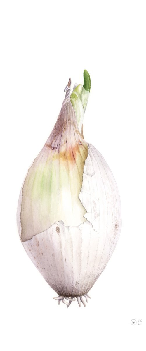 White Onion by Yuliia Moiseieva