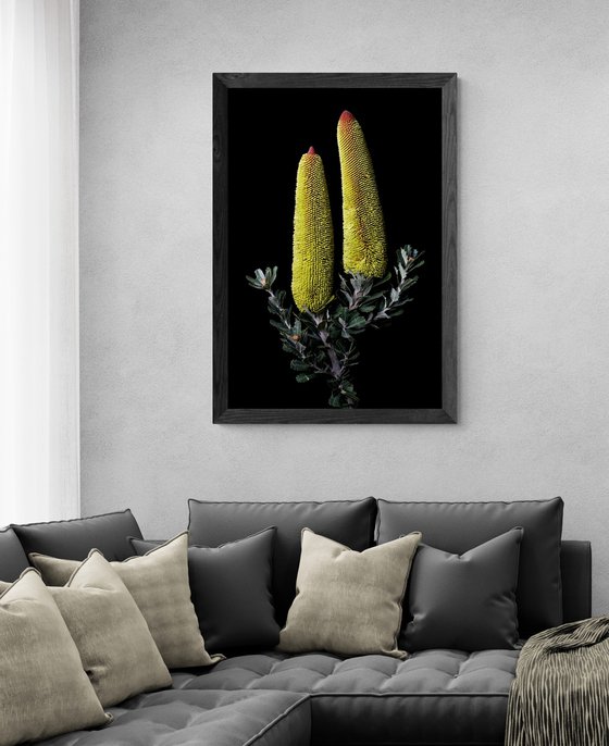 Cut-Leaf Banksia