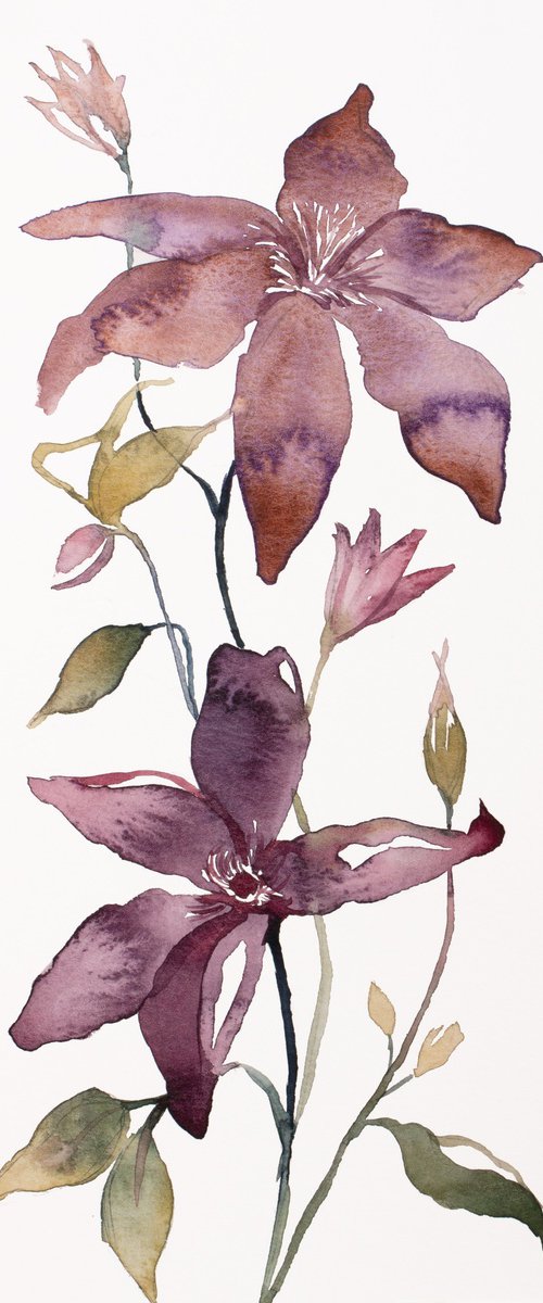 Clematis by Elizabeth Becker