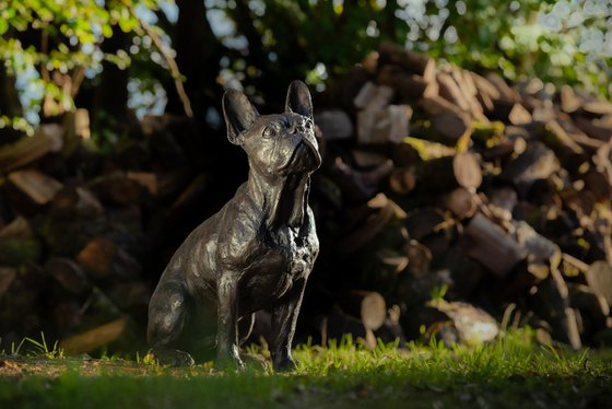 Sitting French Bulldog FB