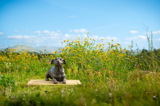 'Jasper' Lying Jack Russell