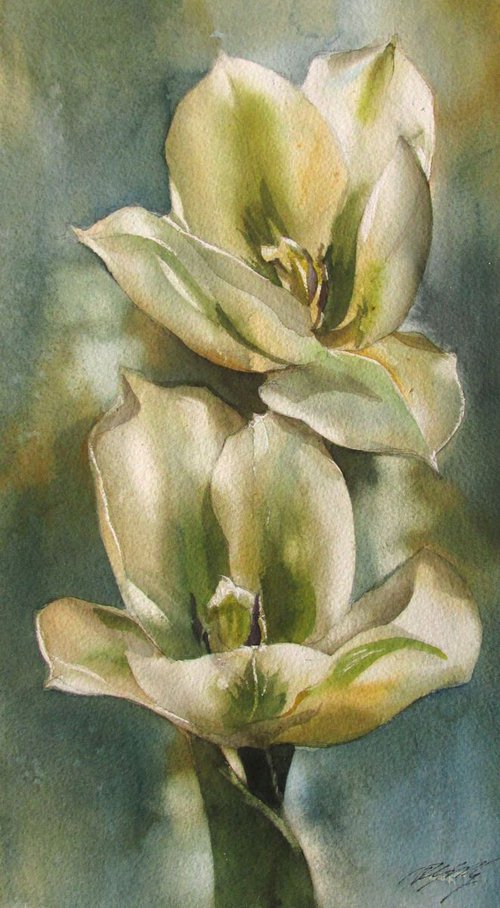 spring green tulips by Alfred  Ng