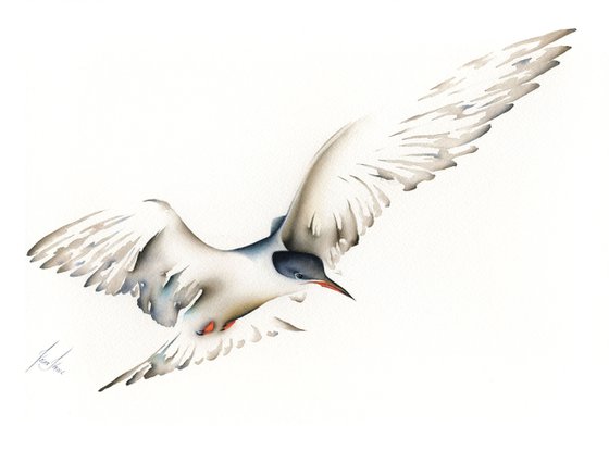 Seacoast Tern