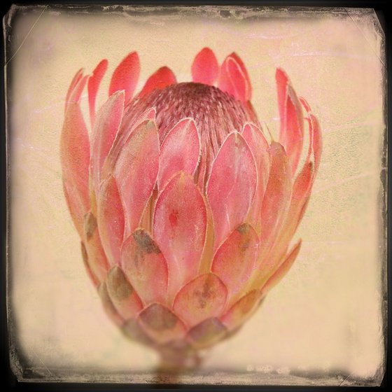 Protea Pink bud special offer