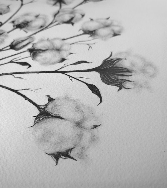 Cotton