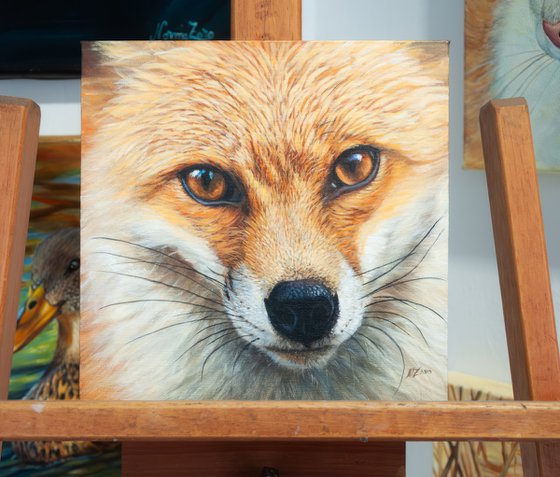 Red Fox Portrait