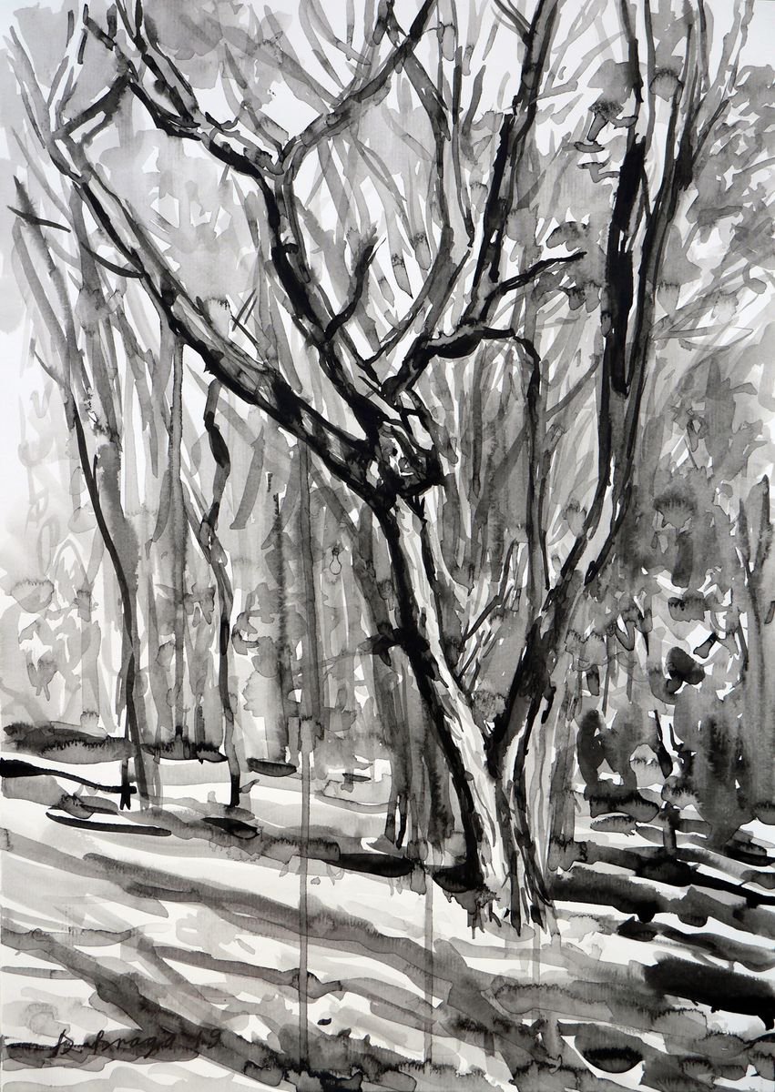 Botanical Ink Drawing By Dima Braga, 12 X 16, Old Tree In Autumn Park (Ink), Original Artwork