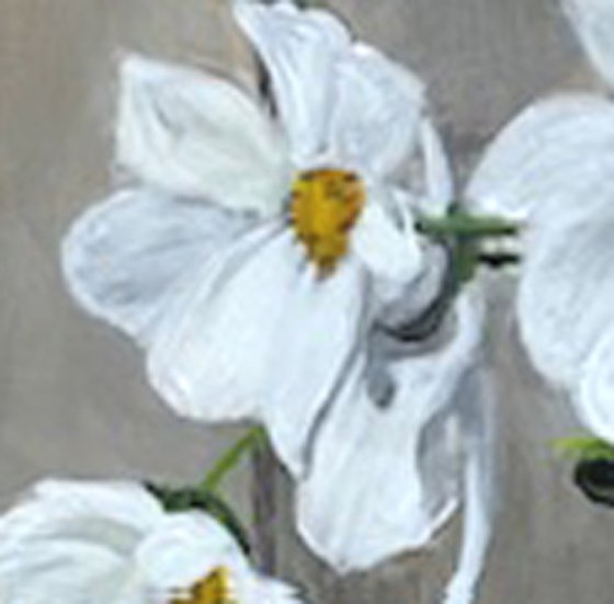 Cosmos Blooms