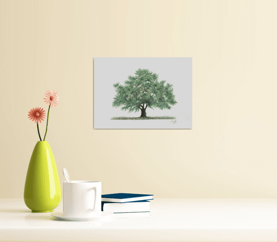 Solitary Oak Tree