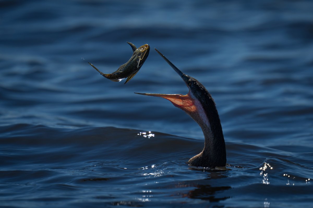 Photorealistic Animal Photograph By Nick Dale, 53 X 38", Catfishing, Original Artwork