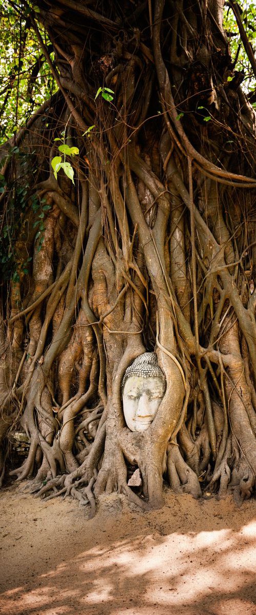 Embraced Buddha Head, Ayutthaya by Tom Hanslien
