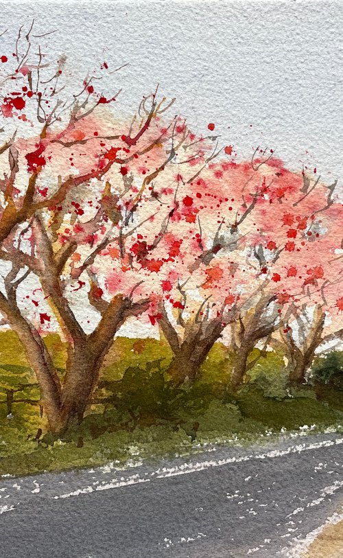 Coral trees (Erythrina) by Shelly Du