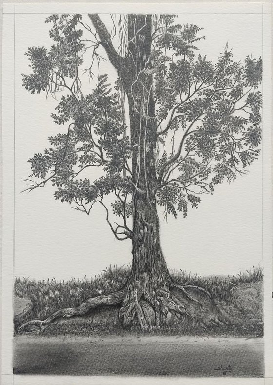 Indian Mahogany Tree Graphite Drawing