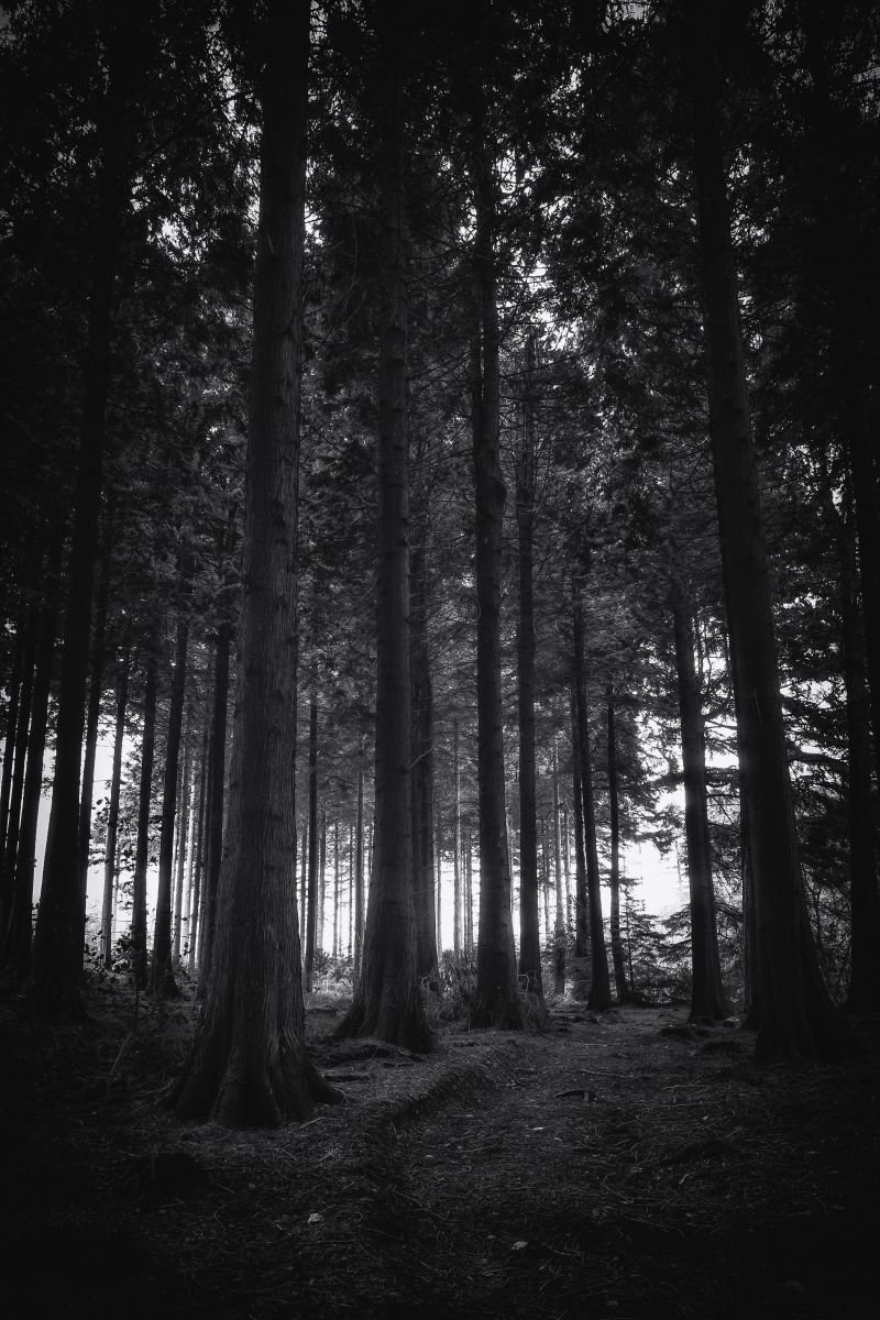 Deep dark woods by Paul Nash