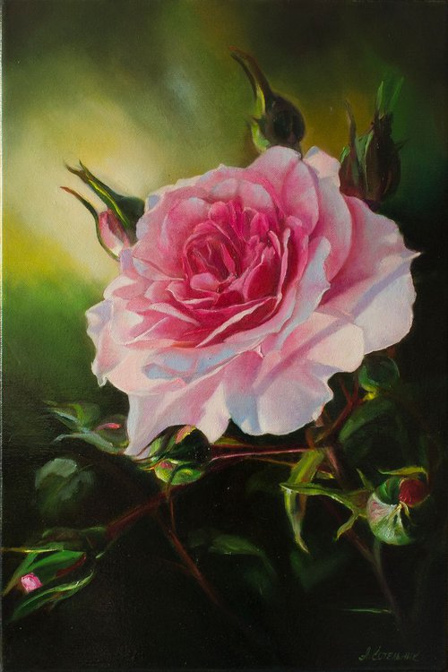 "Secular lioness" pink macro rose flower  liGHt original painting  GIFT (2018) by Anna Bessonova (Kotelnik)