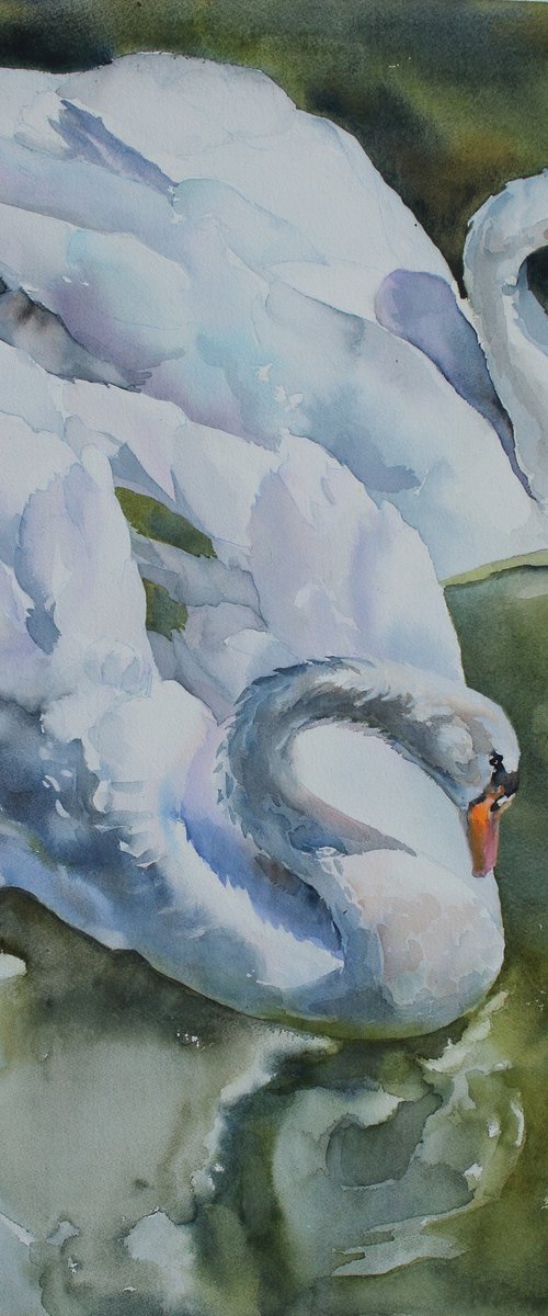 White swans by Yurii Pashkov