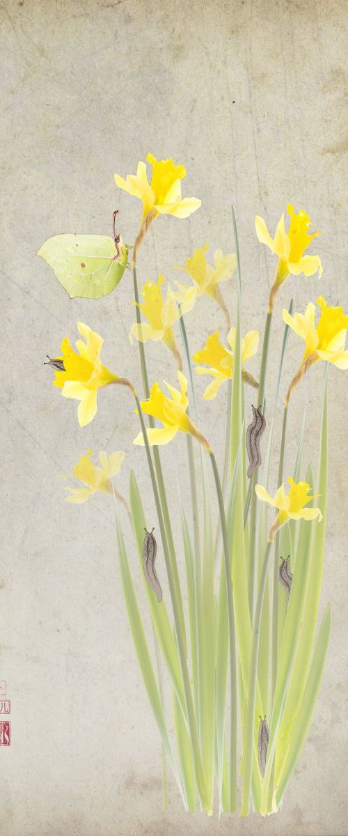 Daffodils and brimstone by Fionna Bottema