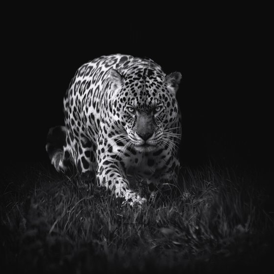 Jaguar Prowling