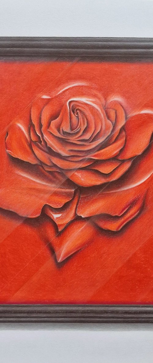 Rose behind glass within a frame by Daniel Shipton