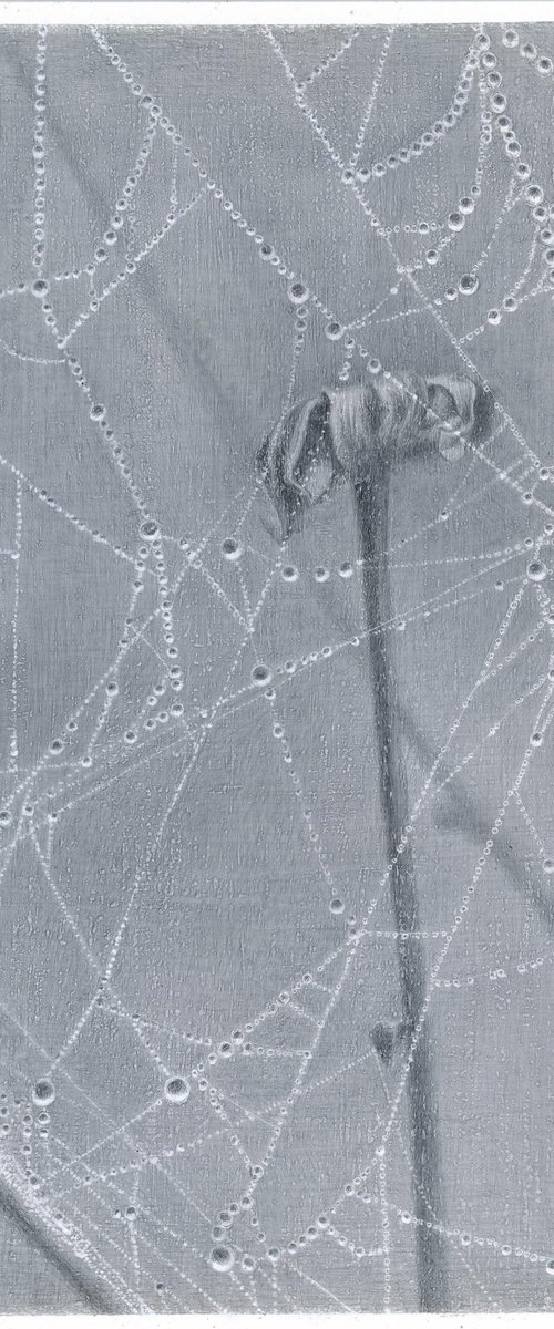 Spiderweb: Crystal Lace by Yuliia Moiseieva