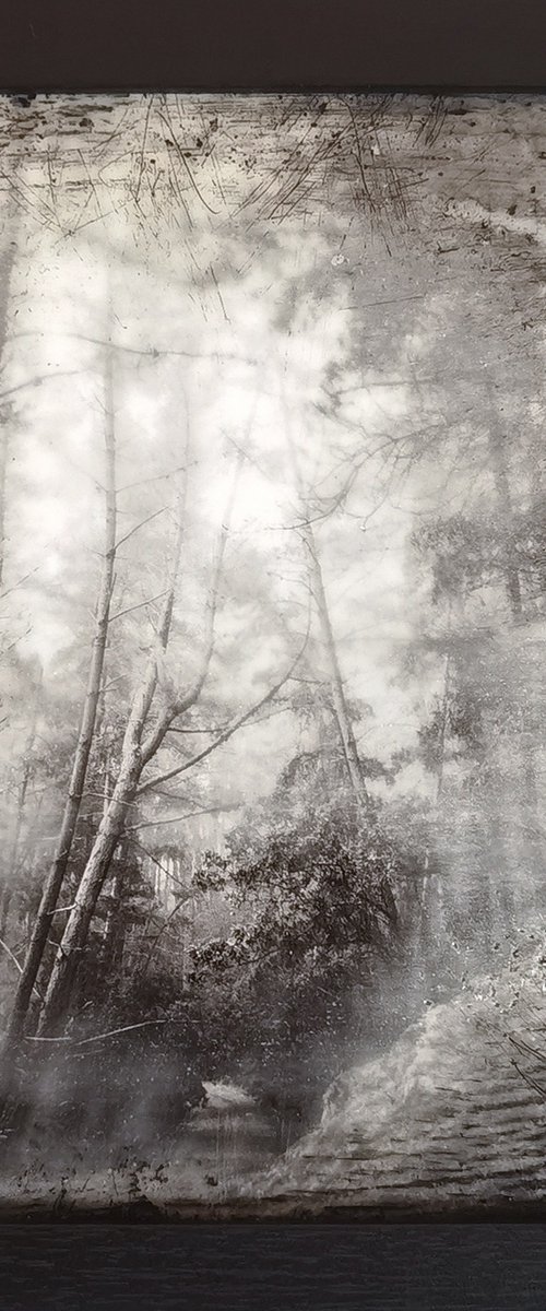 Into the Woods by Roseanne Jones